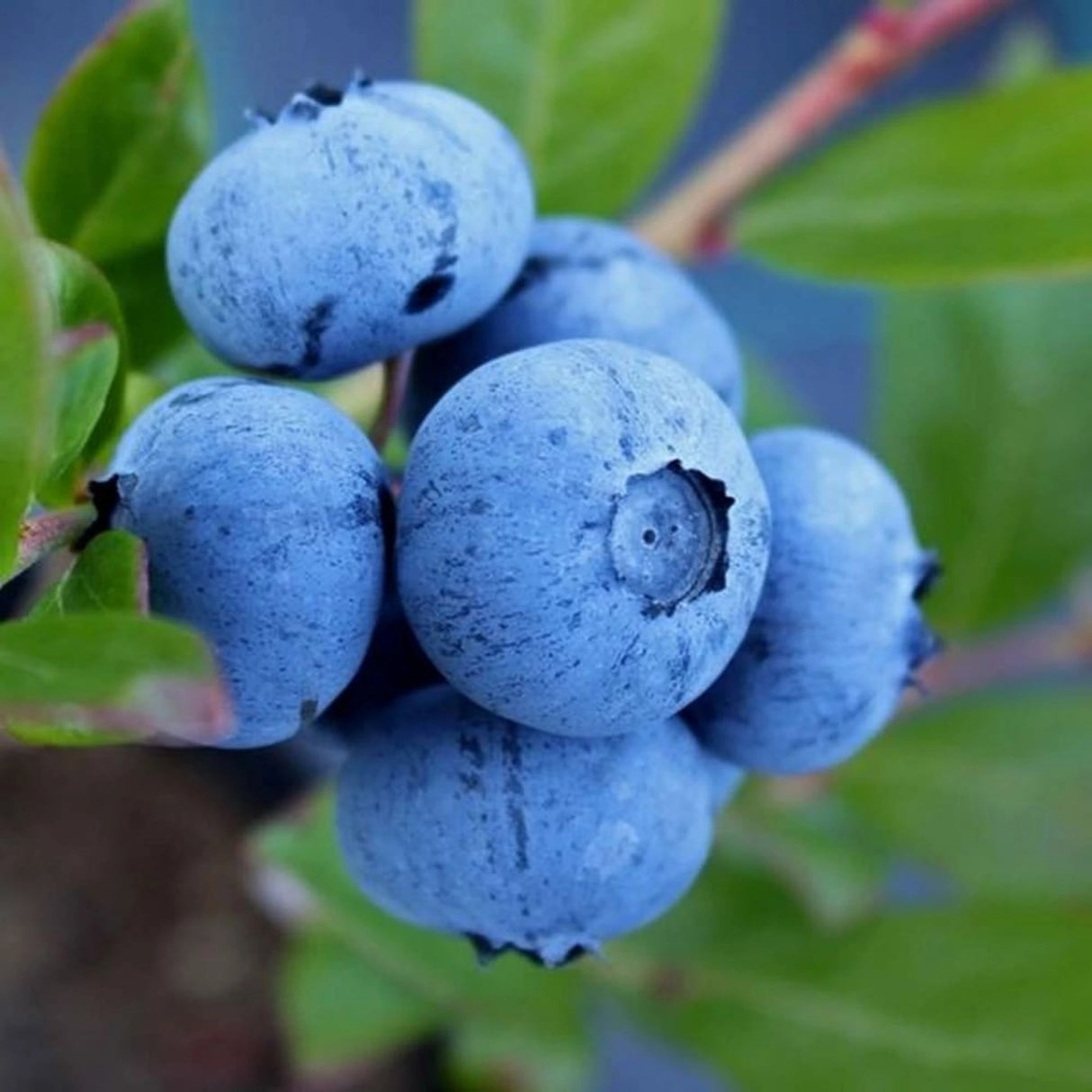 pomi fructiferi 1190