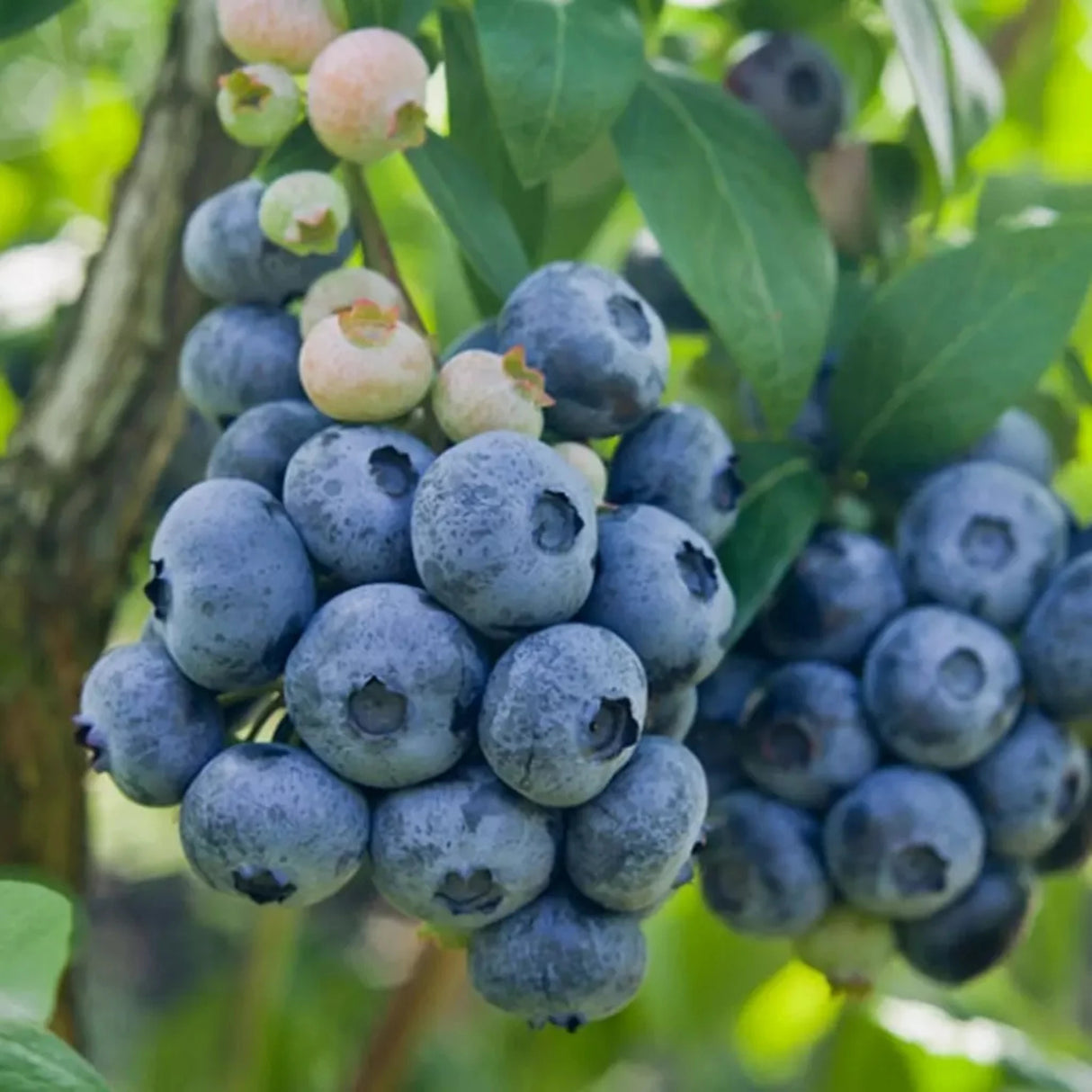 pomi fructiferi 1191