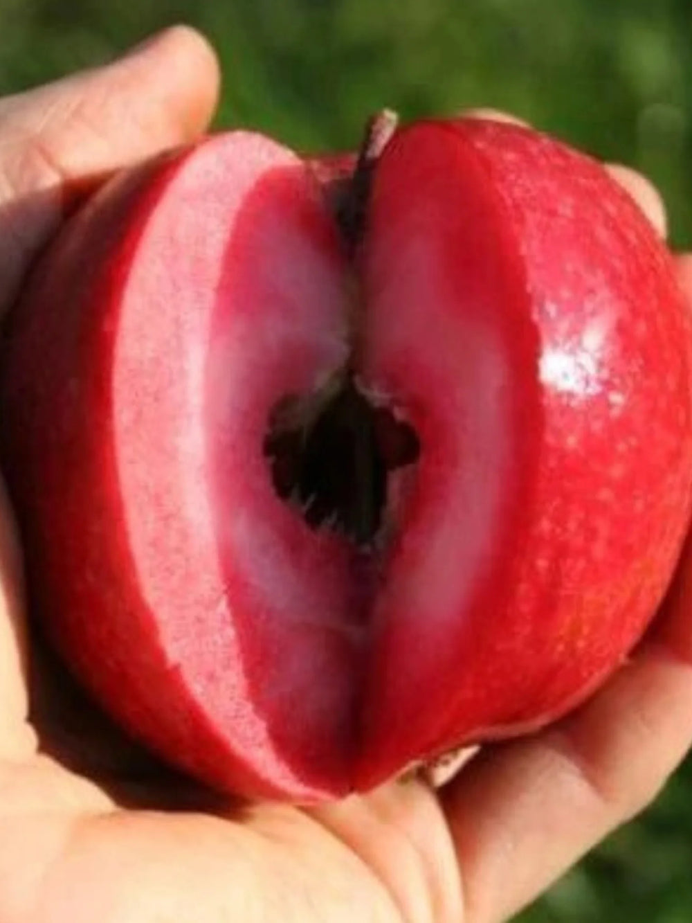 pomi fructiferi 1193