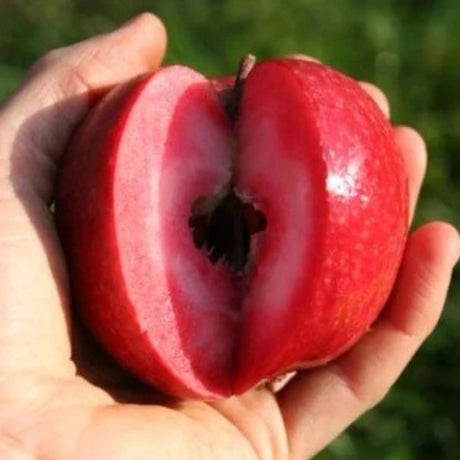 pomi fructiferi 1193