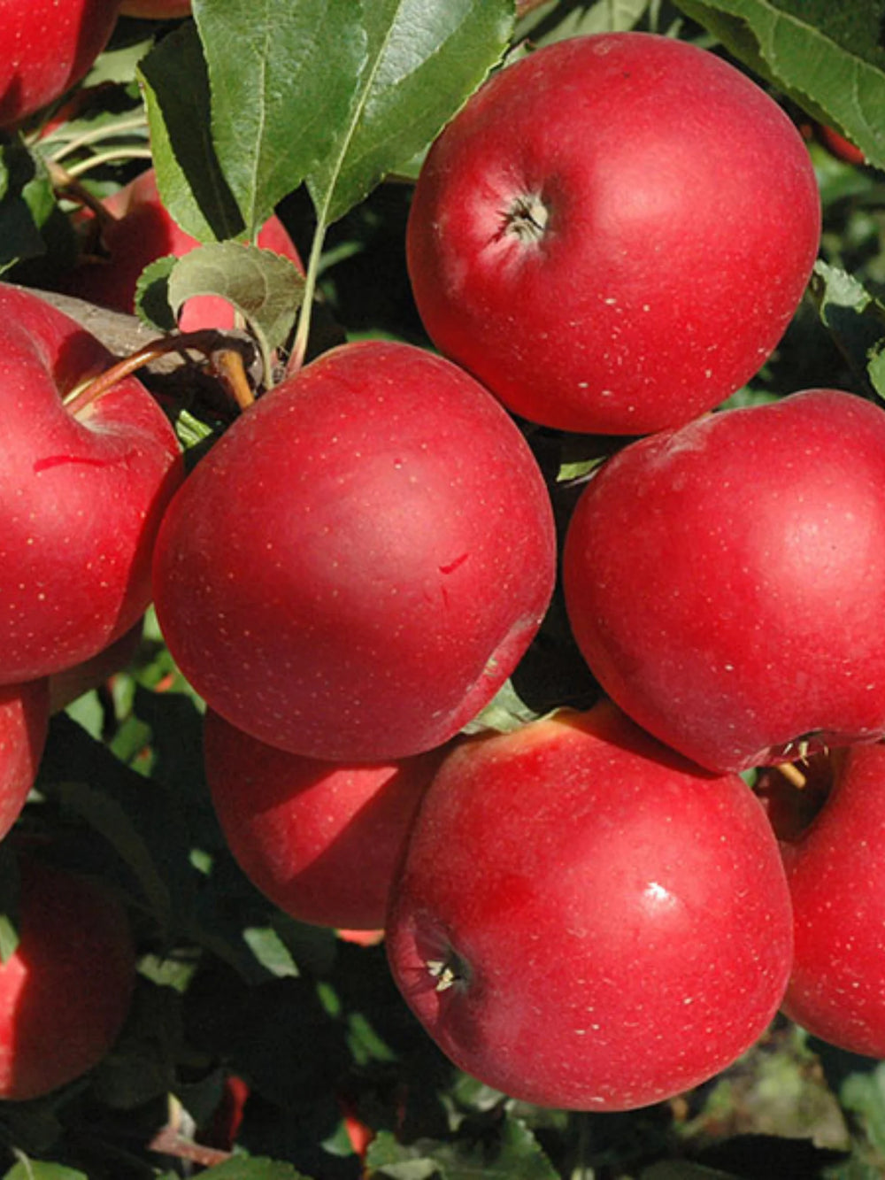 pomi fructiferi 1194