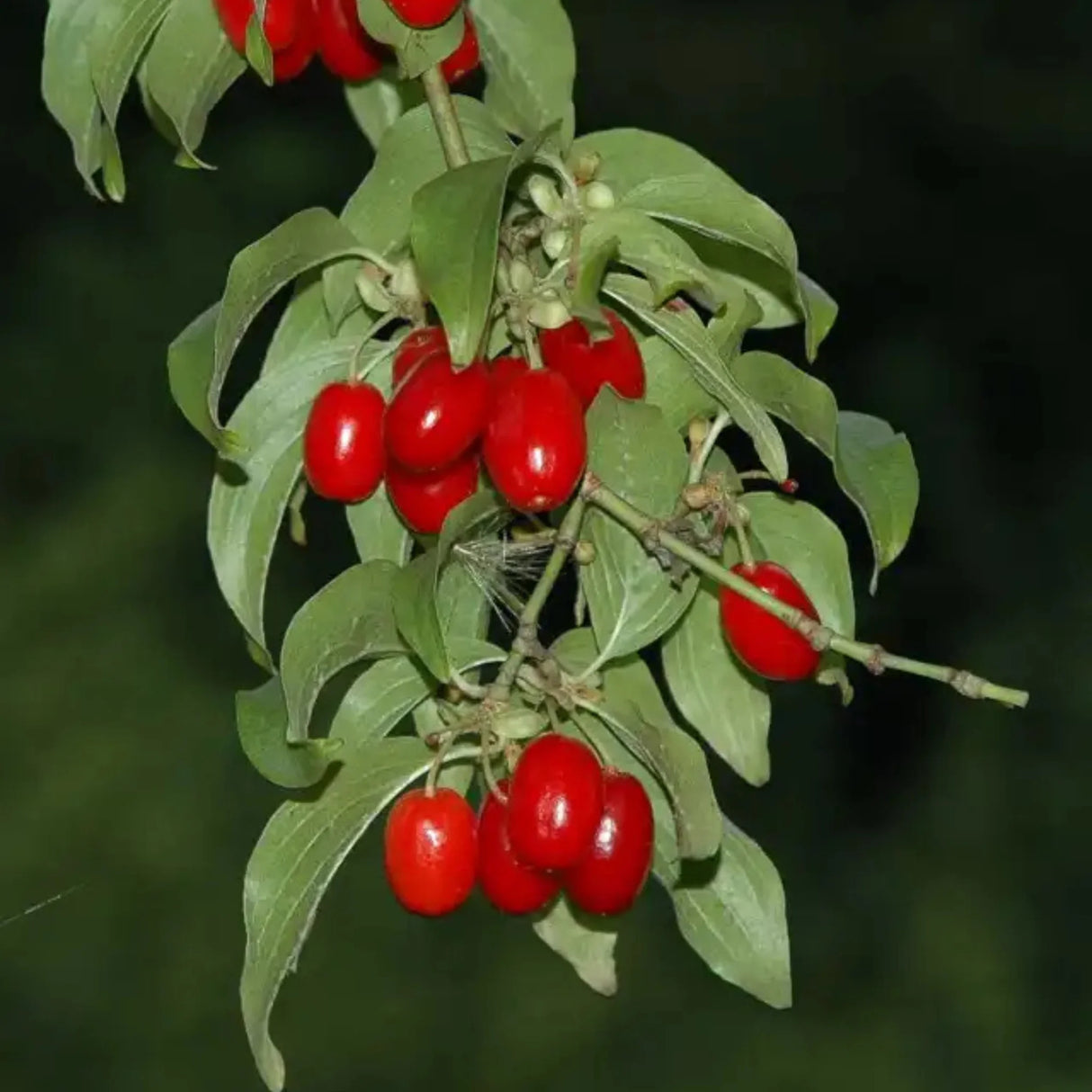 pomi fructiferi 1199