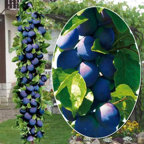 pomi fructiferi 1620