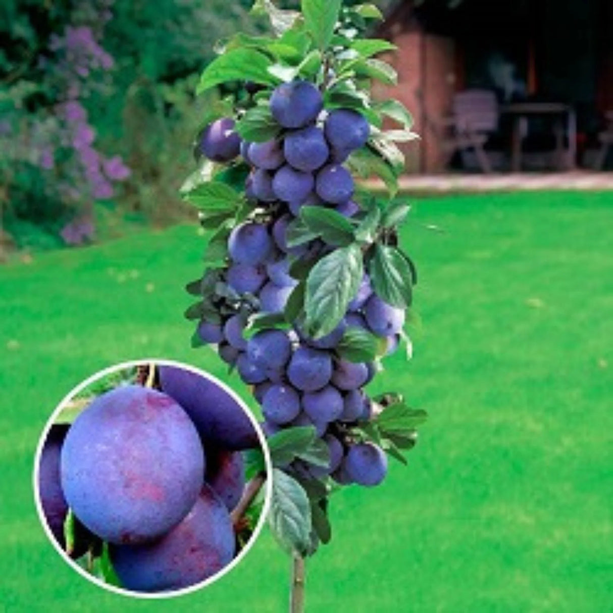 pomi fructiferi 1621