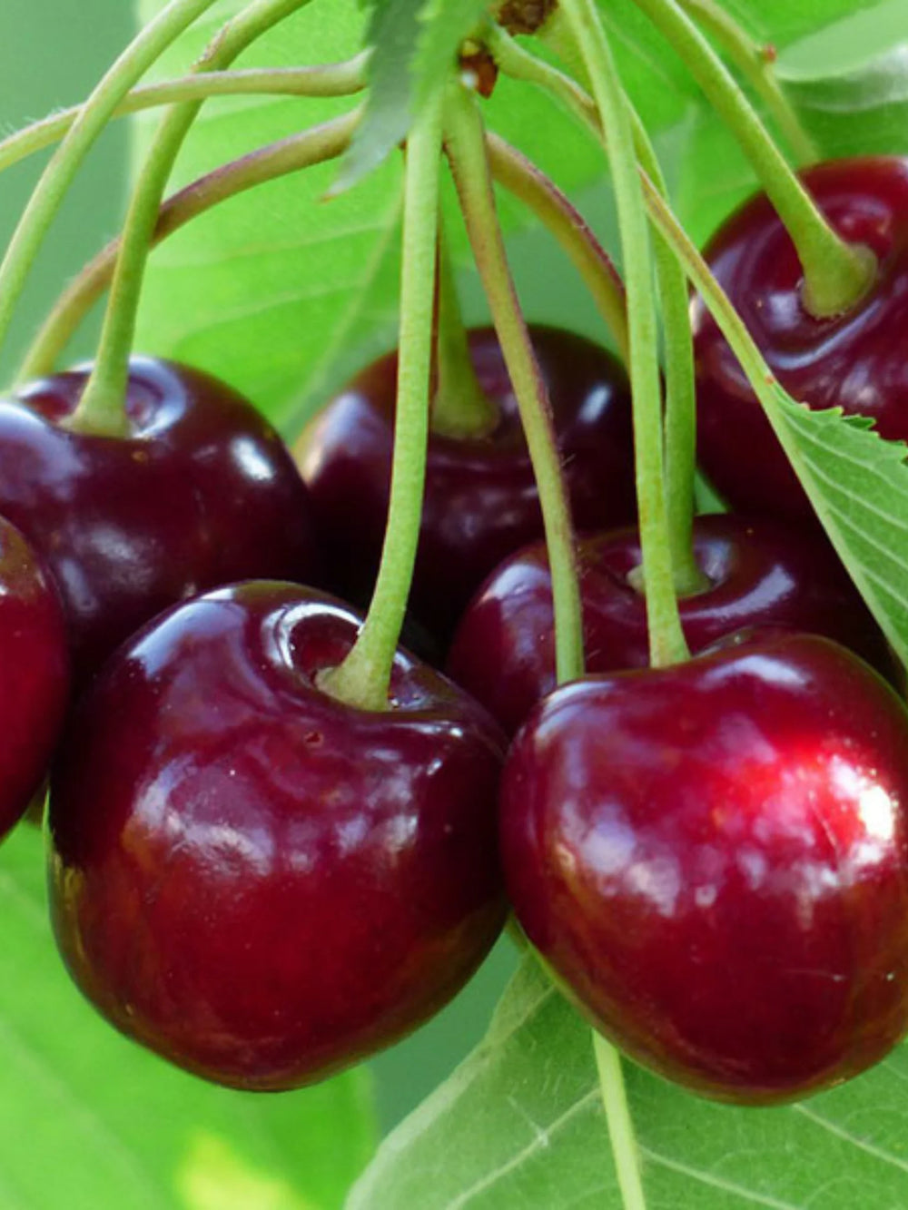 pomi fructiferi 1624