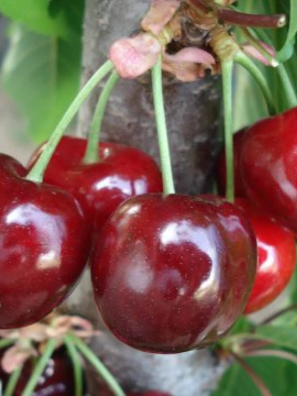 pomi fructiferi 1625