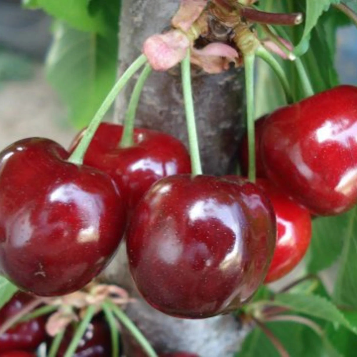 pomi fructiferi 1625