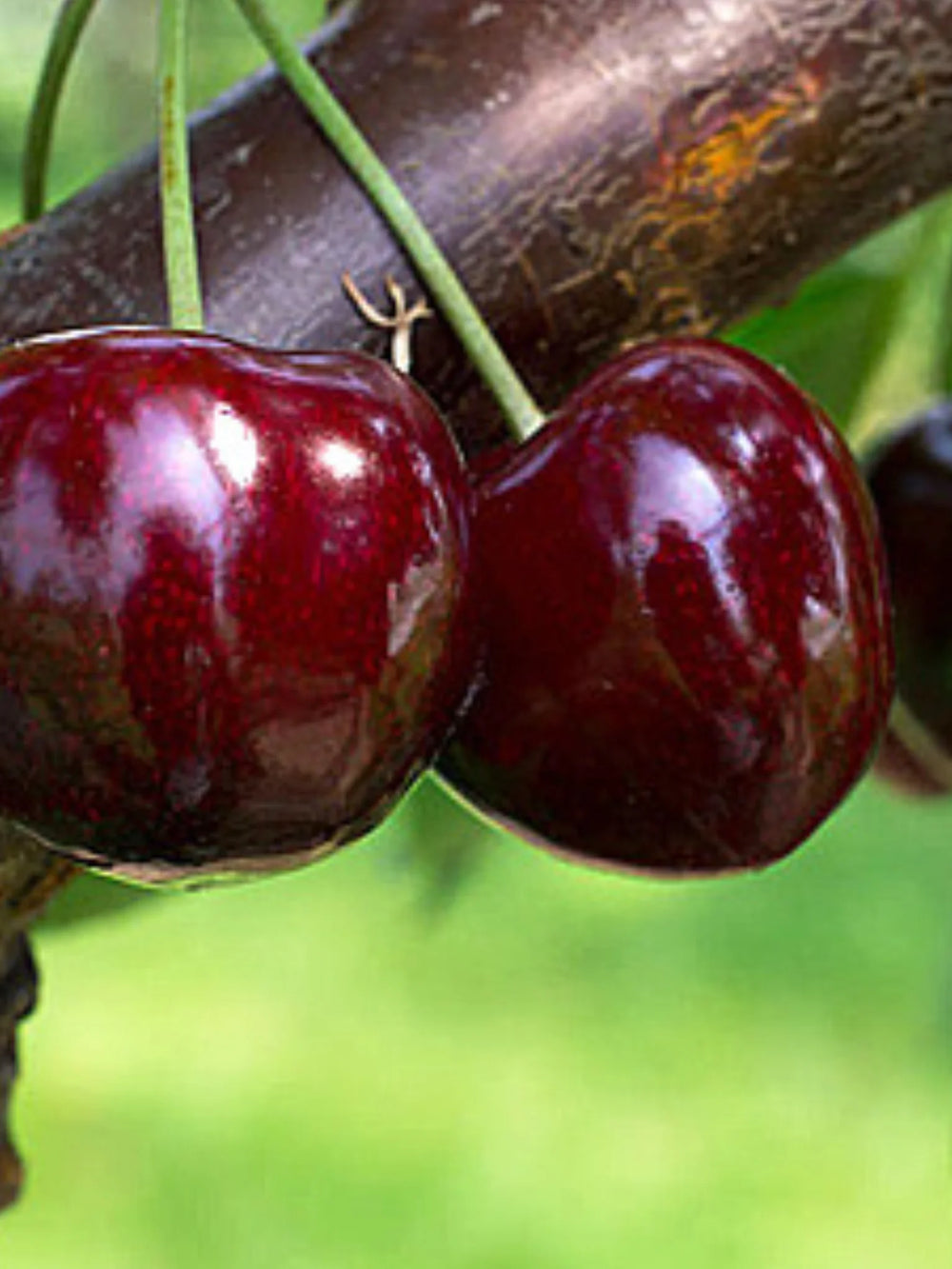 pomi fructiferi 1626