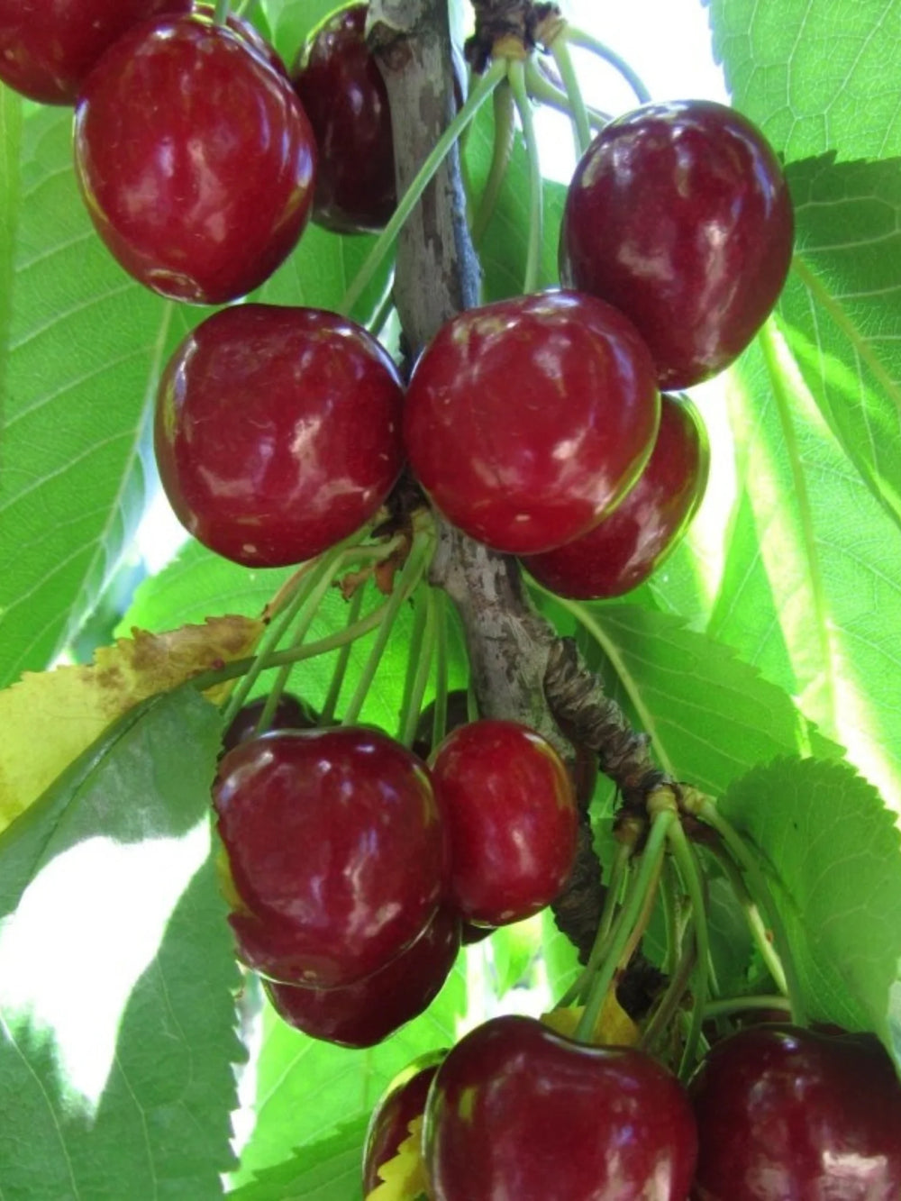 pomi fructiferi 1627