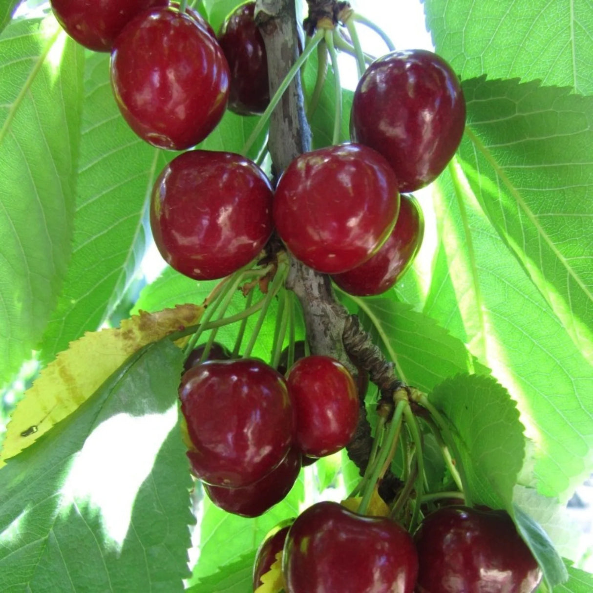 pomi fructiferi 1627