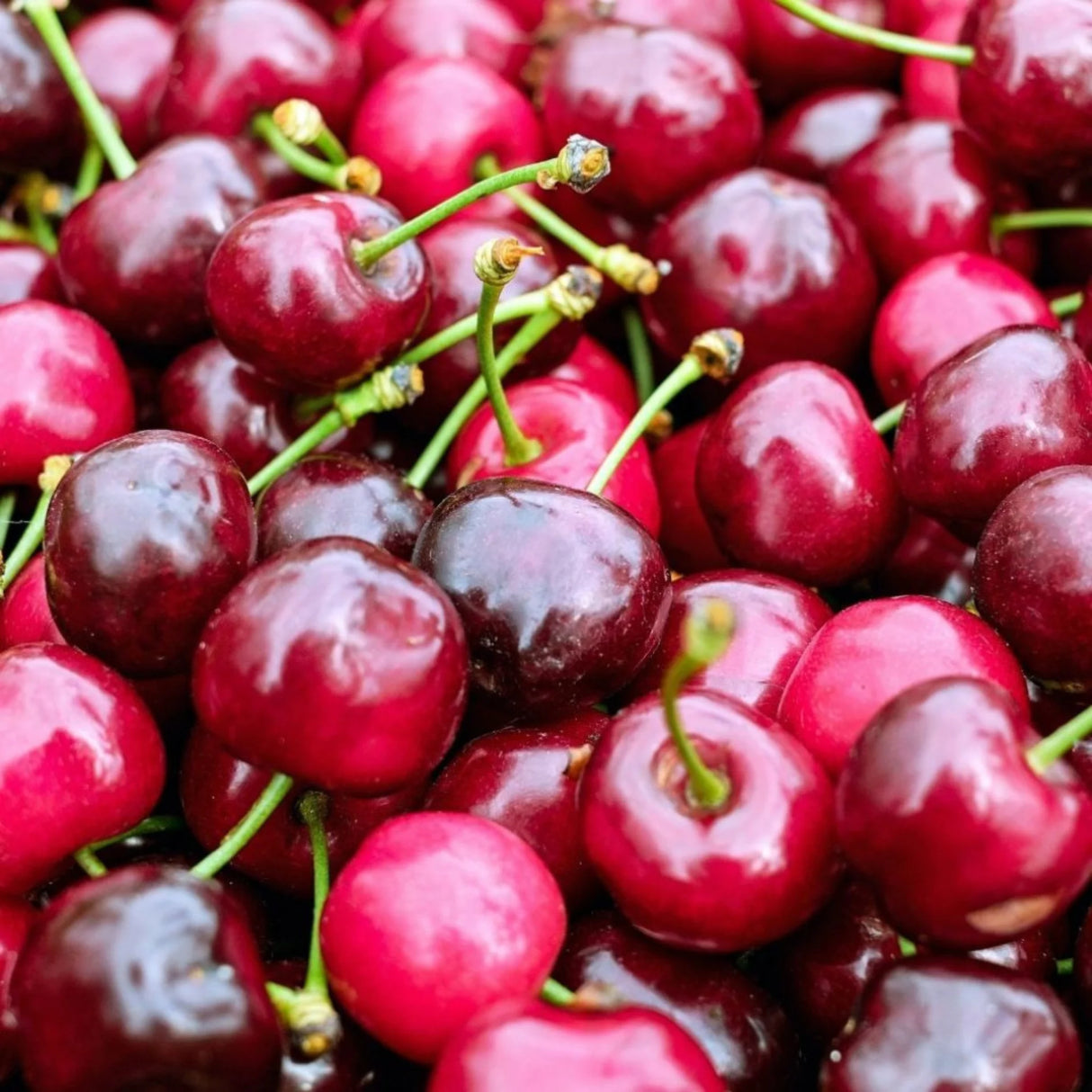 pomi fructiferi 1628