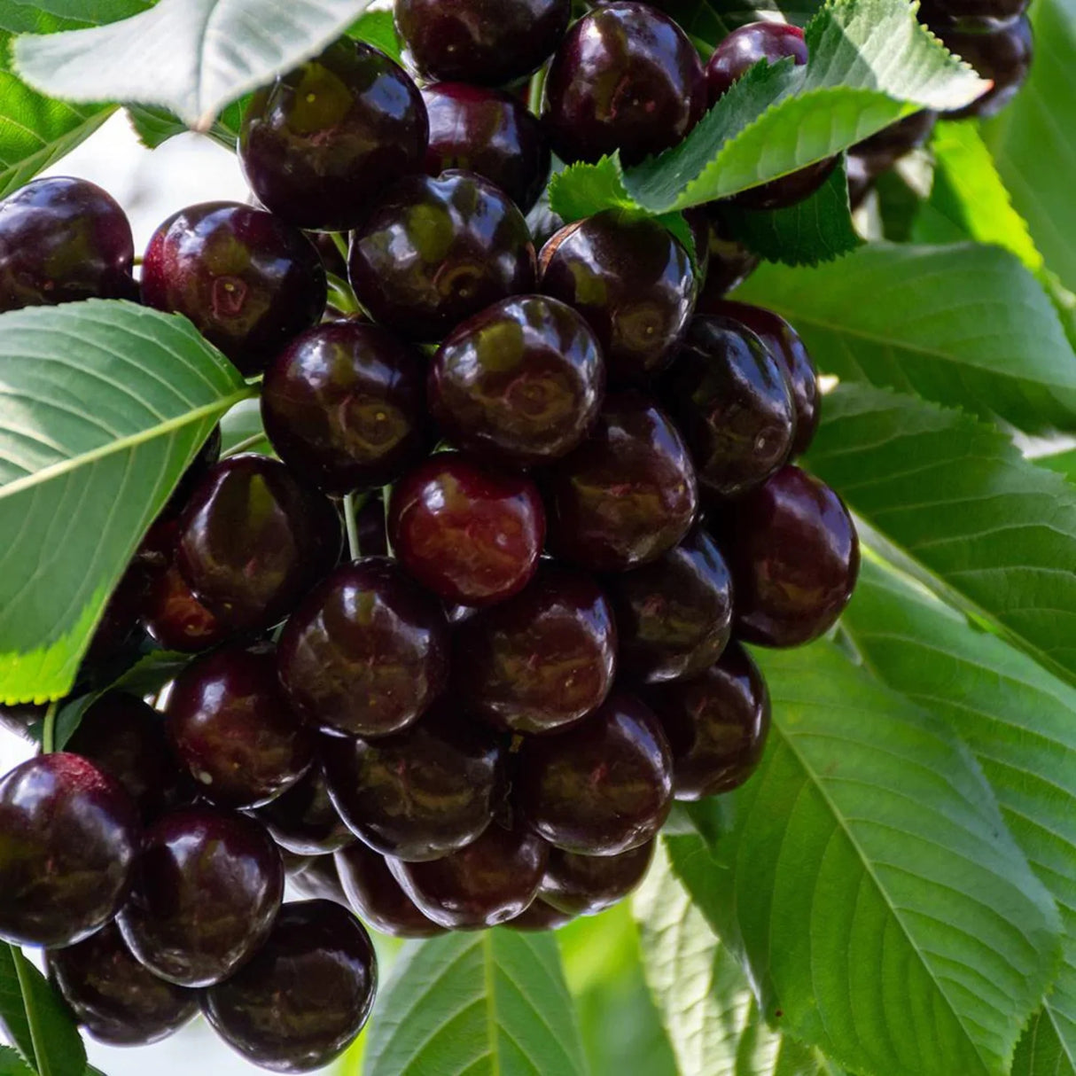 pomi fructiferi 1629