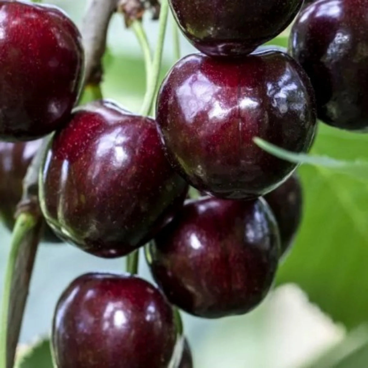 pomi fructiferi 1630