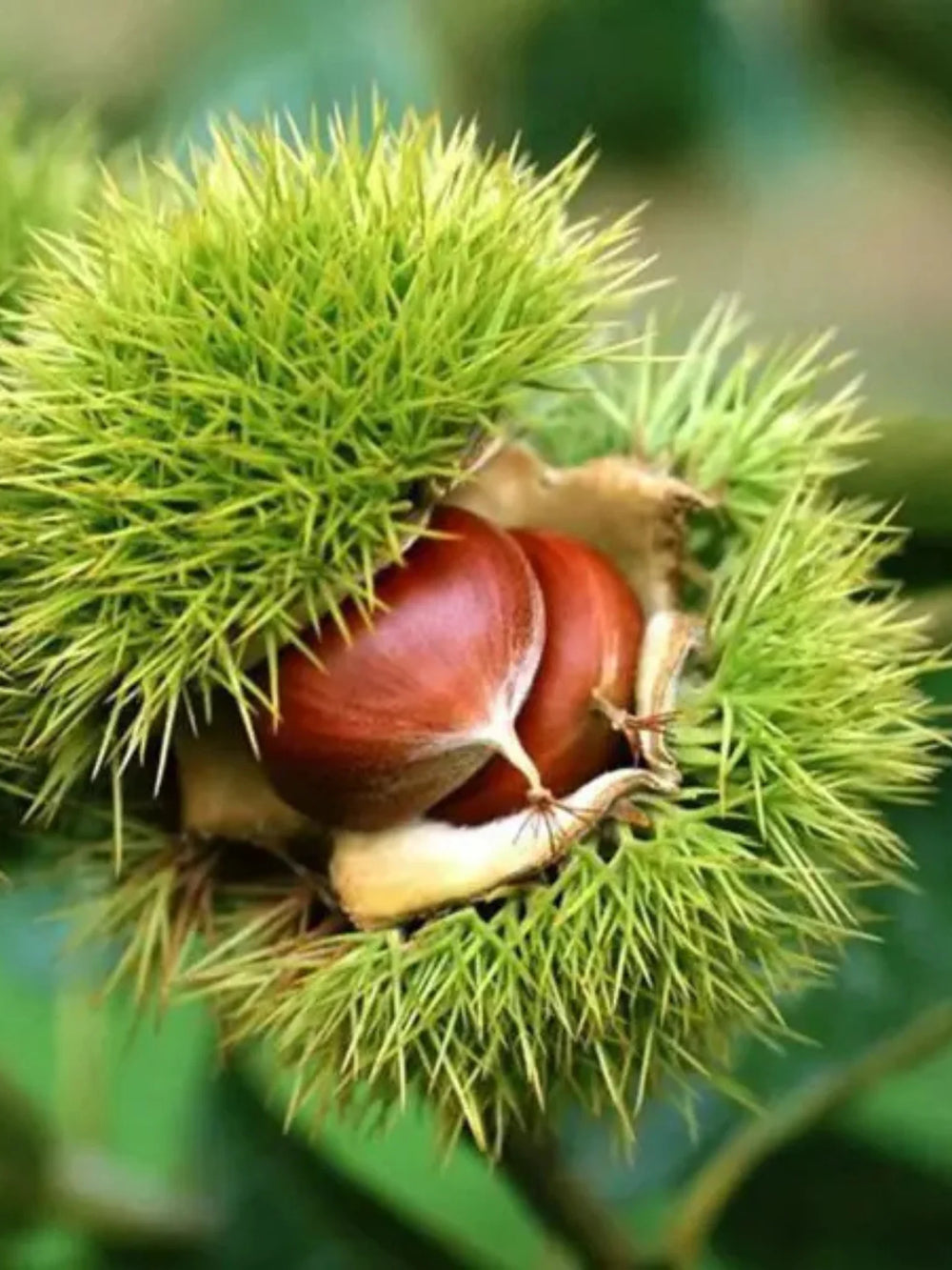 pomi fructiferi 1649