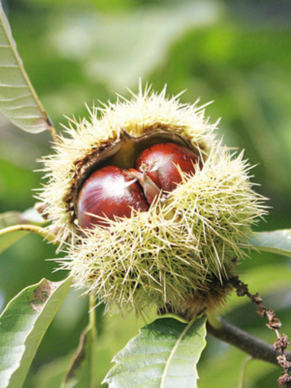 pomi fructiferi 1650