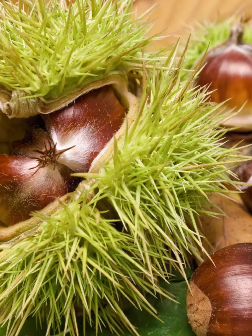 pomi fructiferi 1651