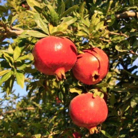 pomi fructiferi 1652