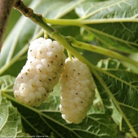 pomi fructiferi 1660