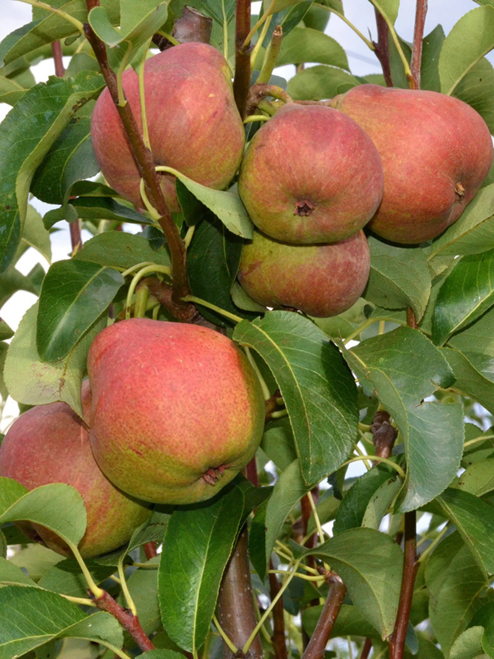 pomi fructiferi 1663