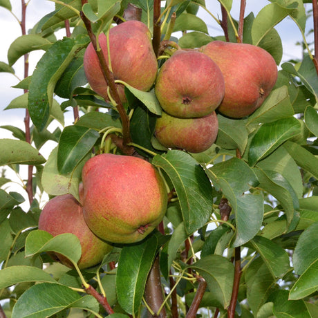 pomi fructiferi 1663