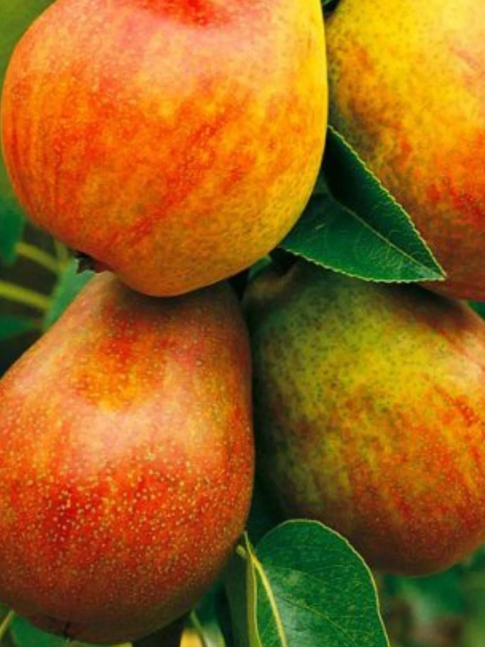 pomi fructiferi 1664