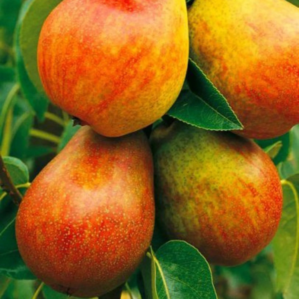 pomi fructiferi 1664