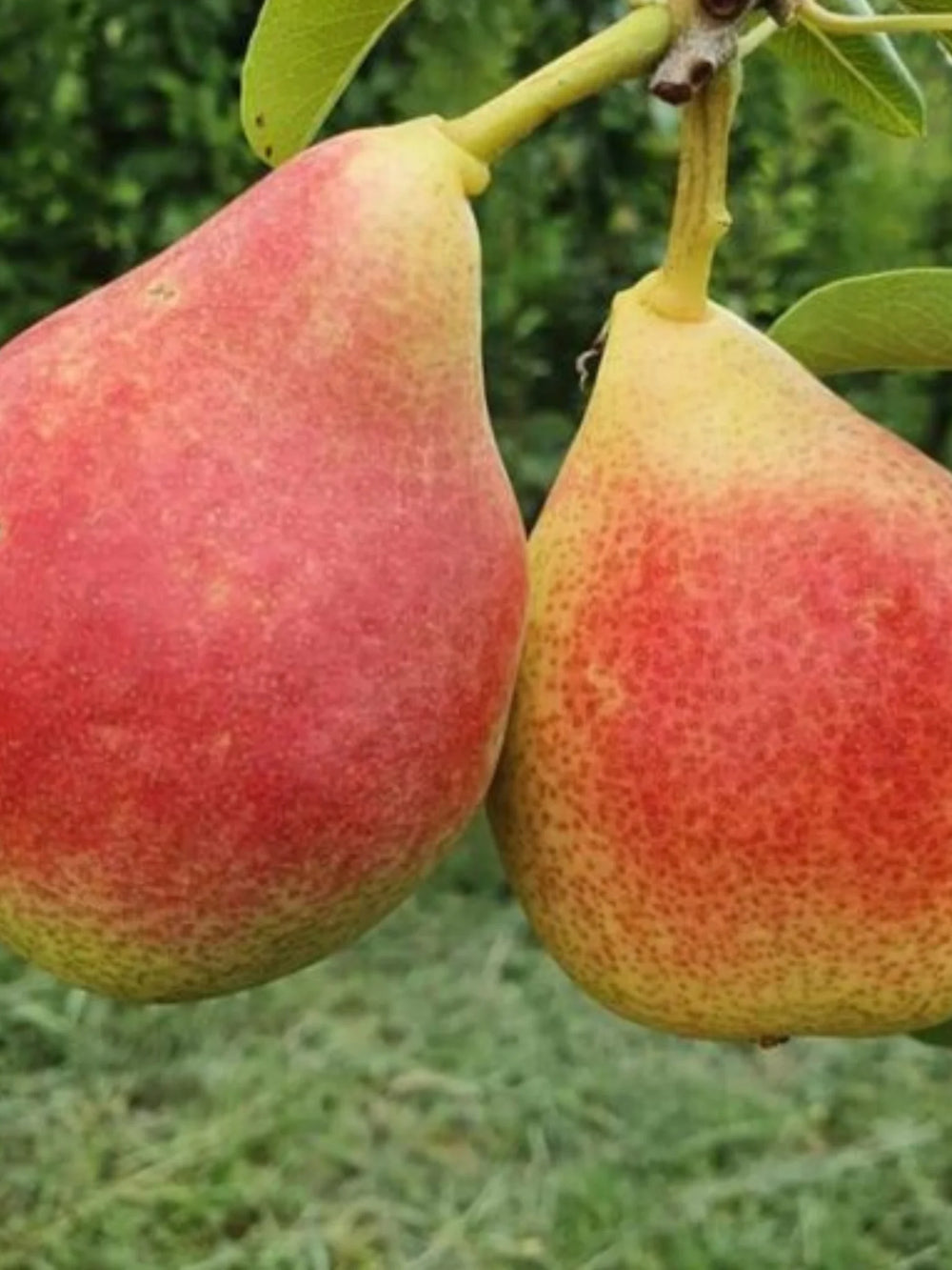 pomi fructiferi 1665