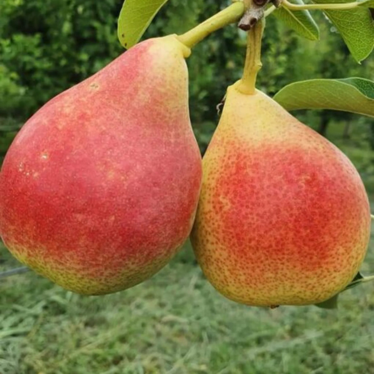 pomi fructiferi 1665