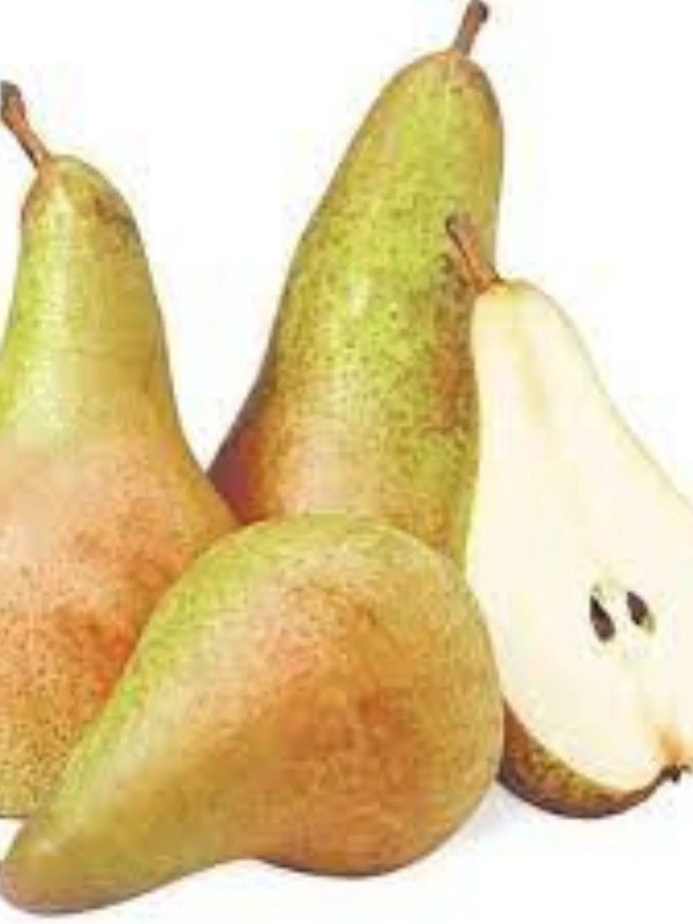 pomi fructiferi 1667