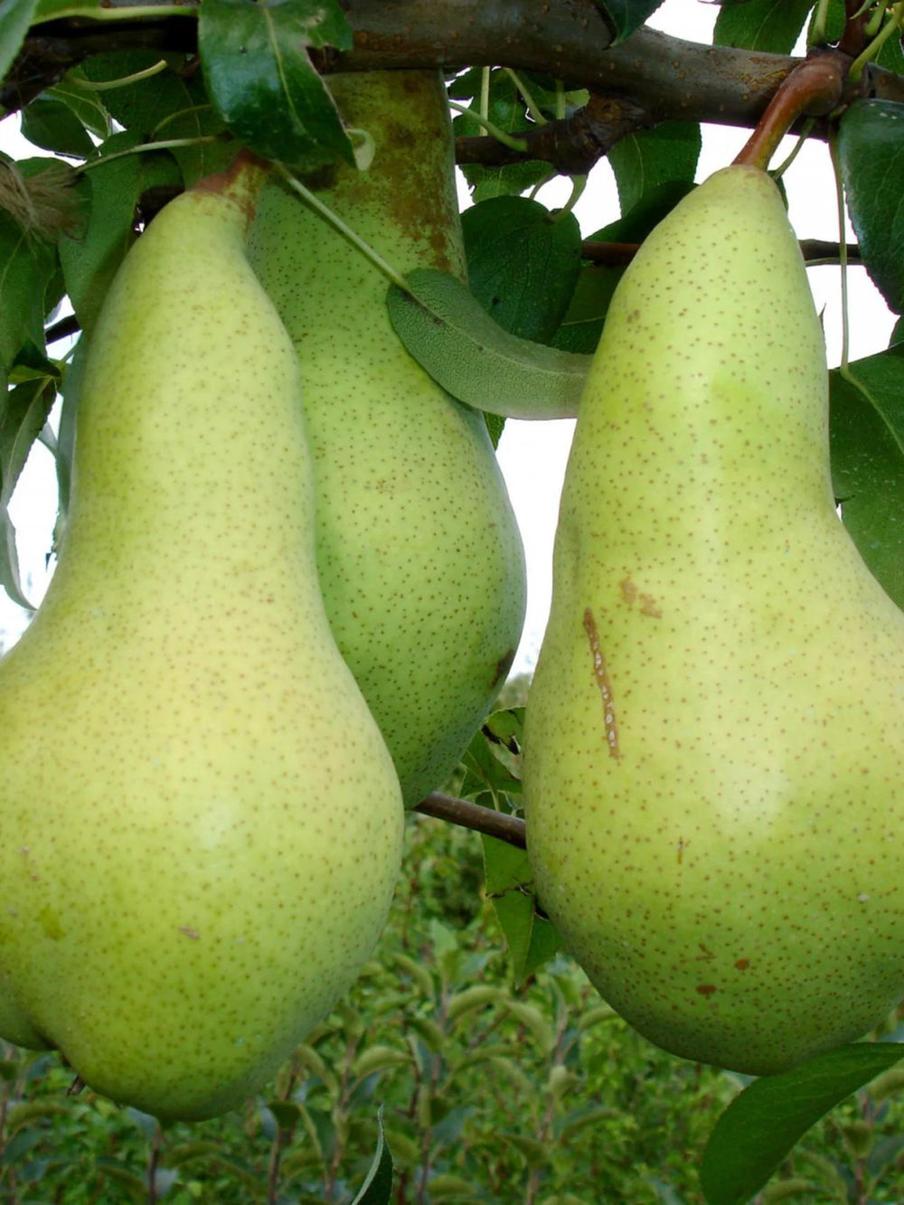 pomi fructiferi 1668