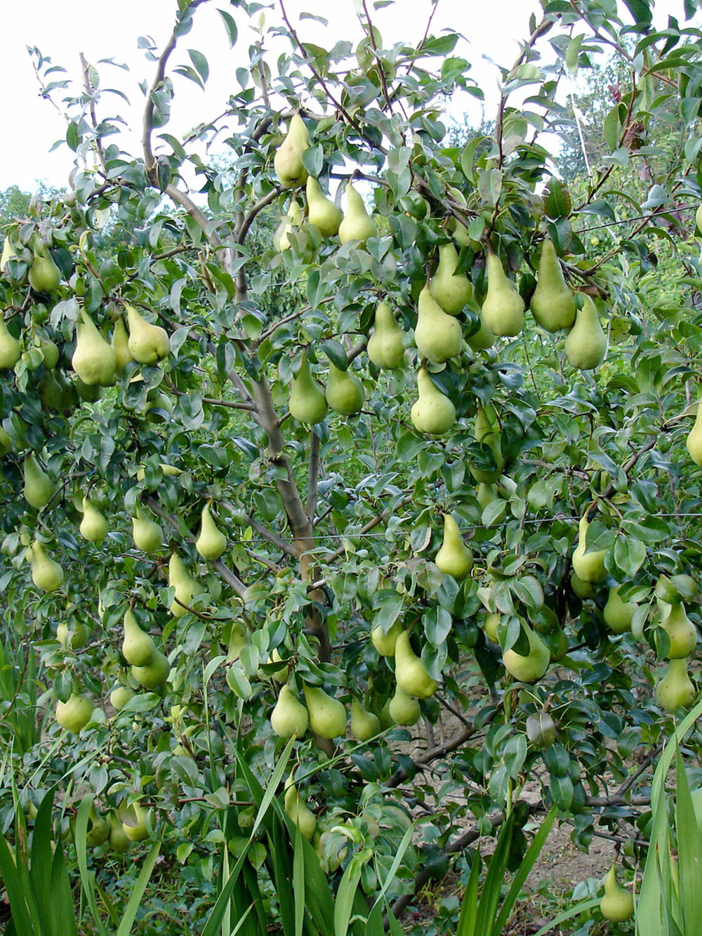 pomi fructiferi 1669