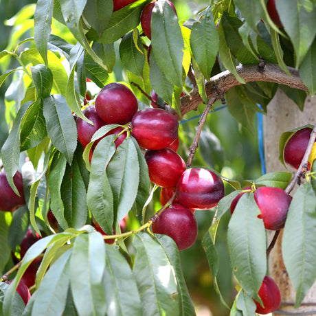 pomi fructiferi 1673