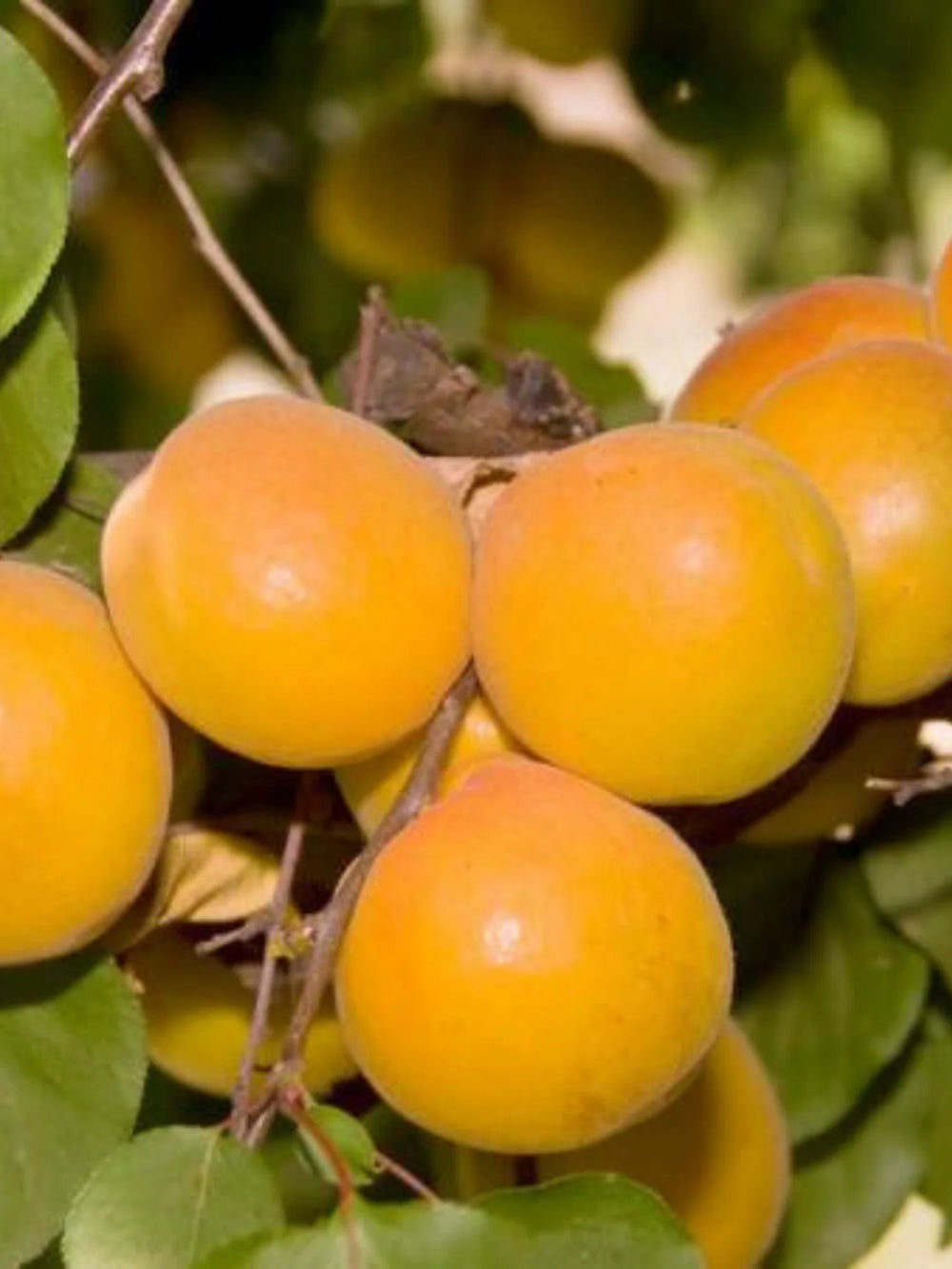 pomi fructiferi 1676