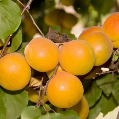 pomi fructiferi 1676