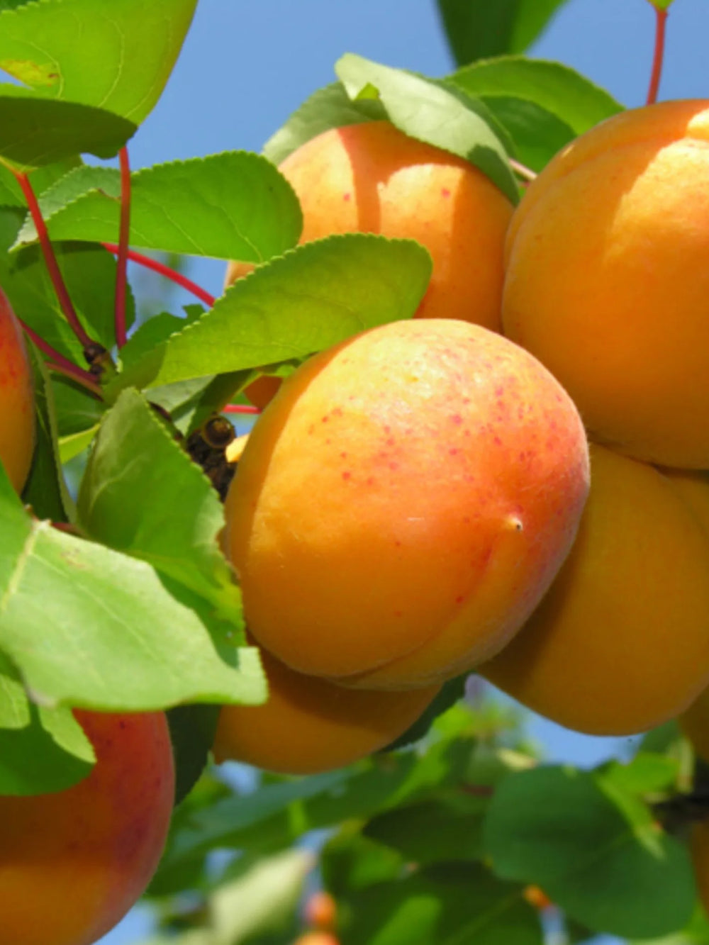 pomi fructiferi 1677