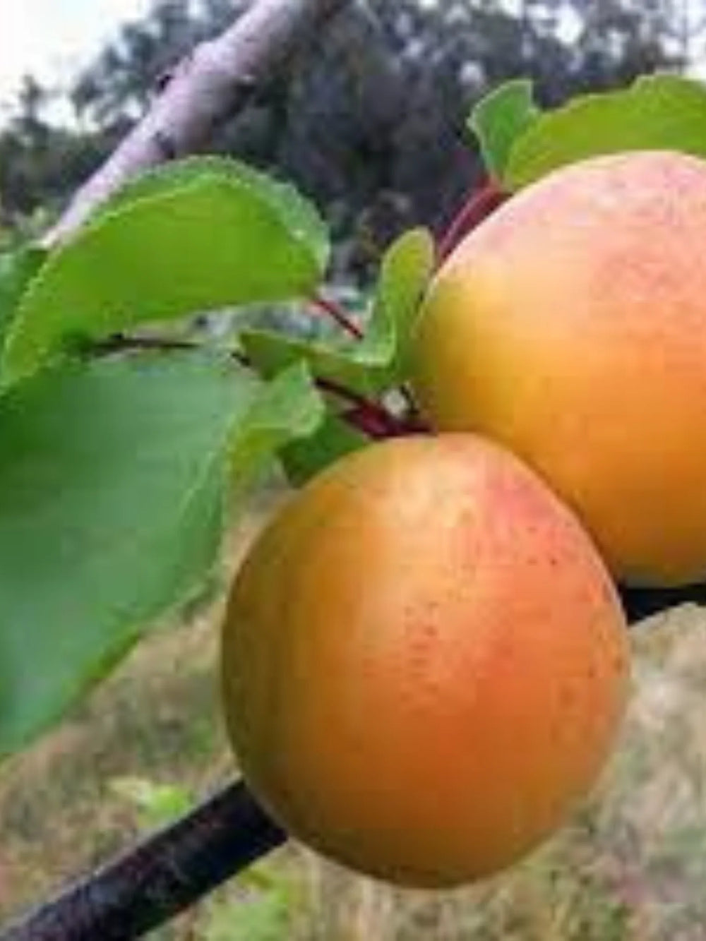 pomi fructiferi 1678