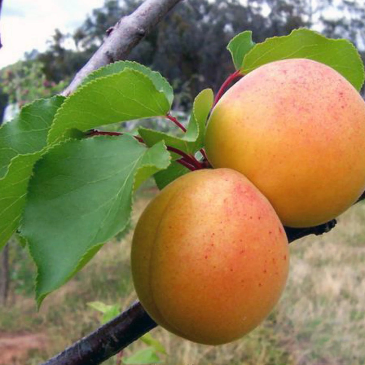 pomi fructiferi 1680