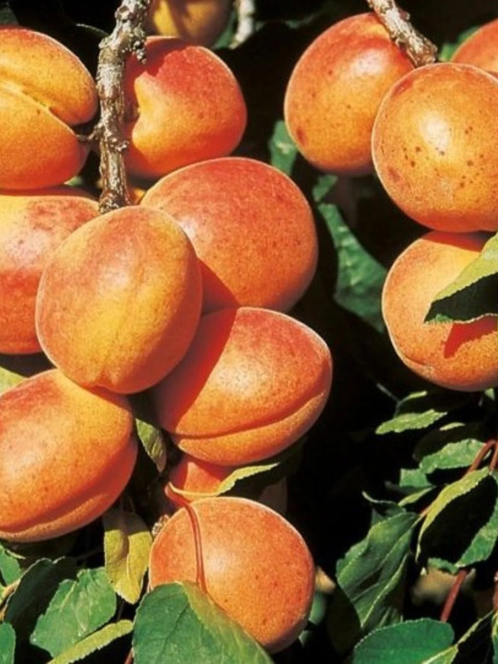 pomi fructiferi 1683