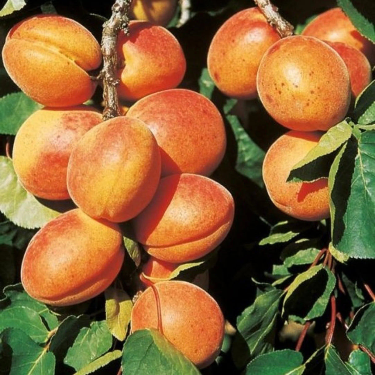 pomi fructiferi 1683