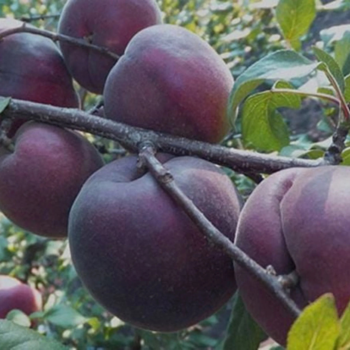 pomi fructiferi 1684