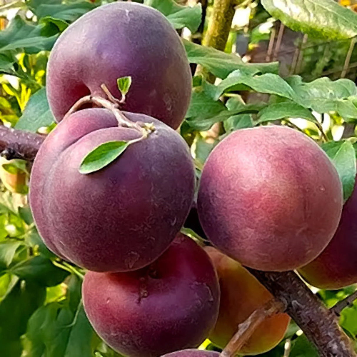 pomi fructiferi 1685