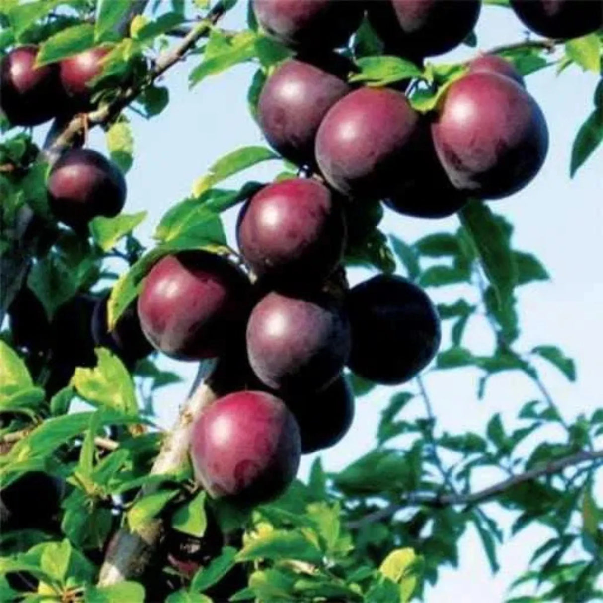 pomi fructiferi 1687