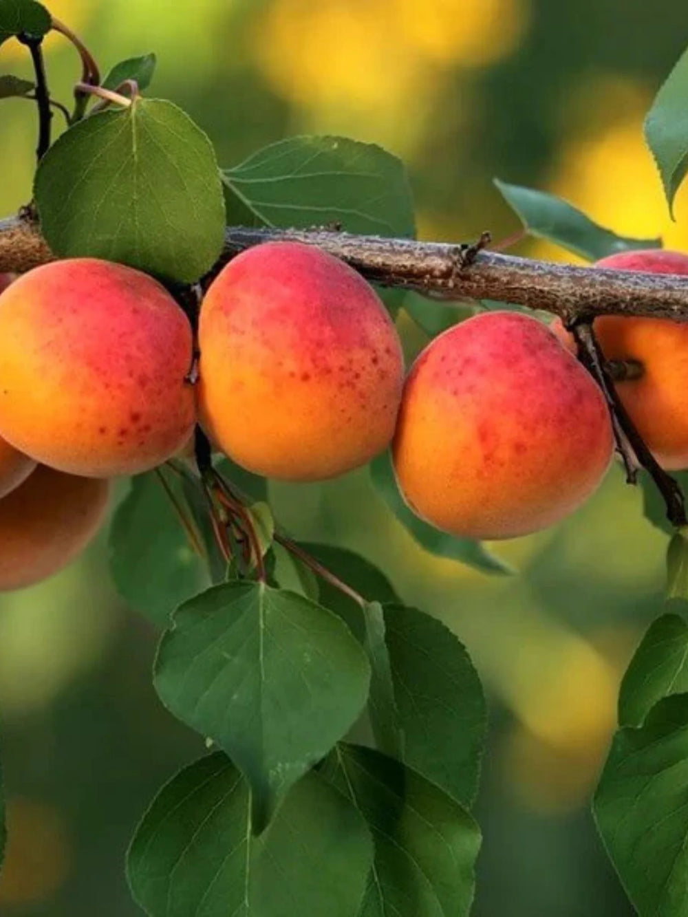 pomi fructiferi 1690