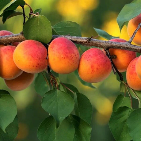 pomi fructiferi 1690