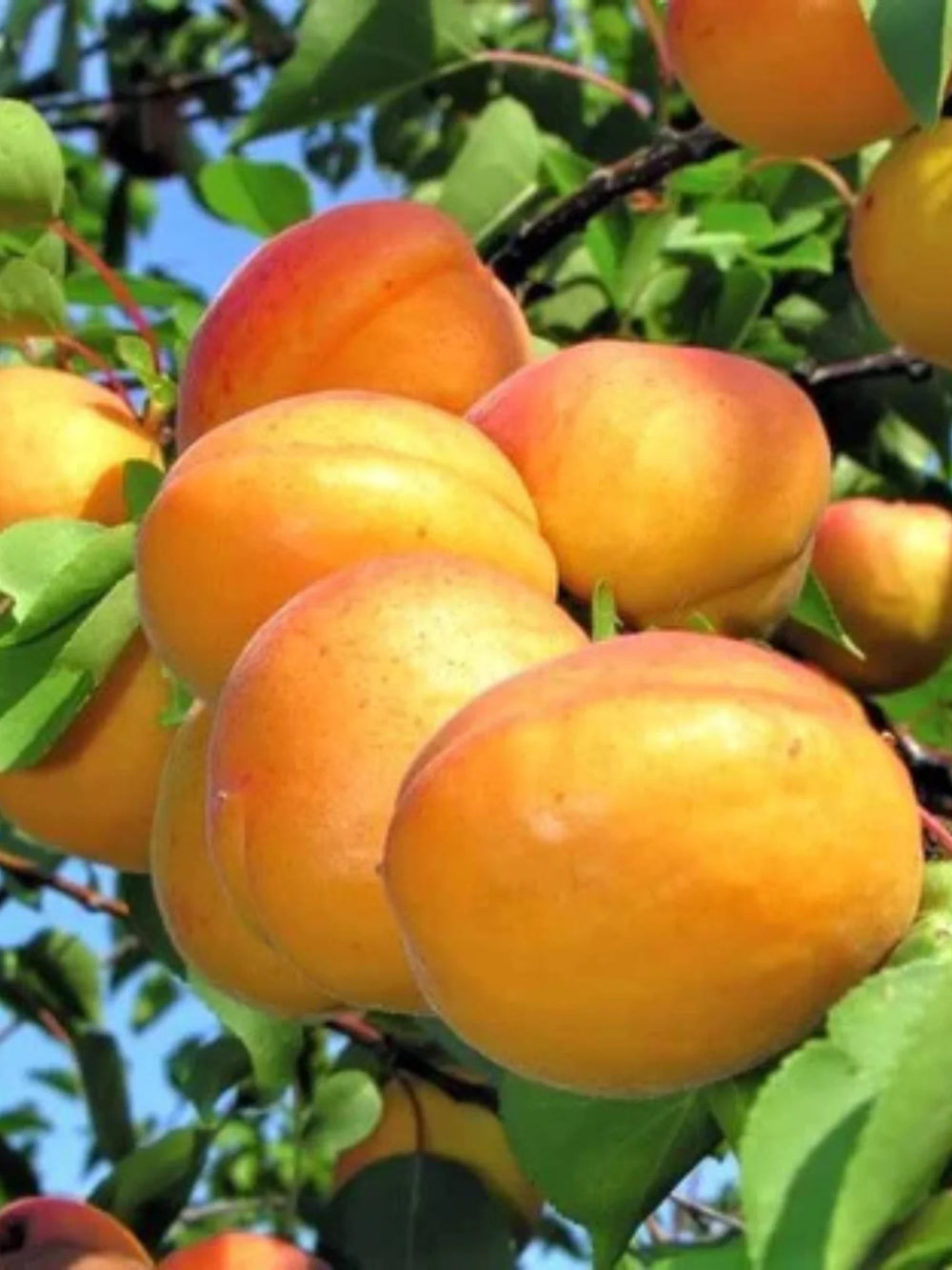 pomi fructiferi 1692