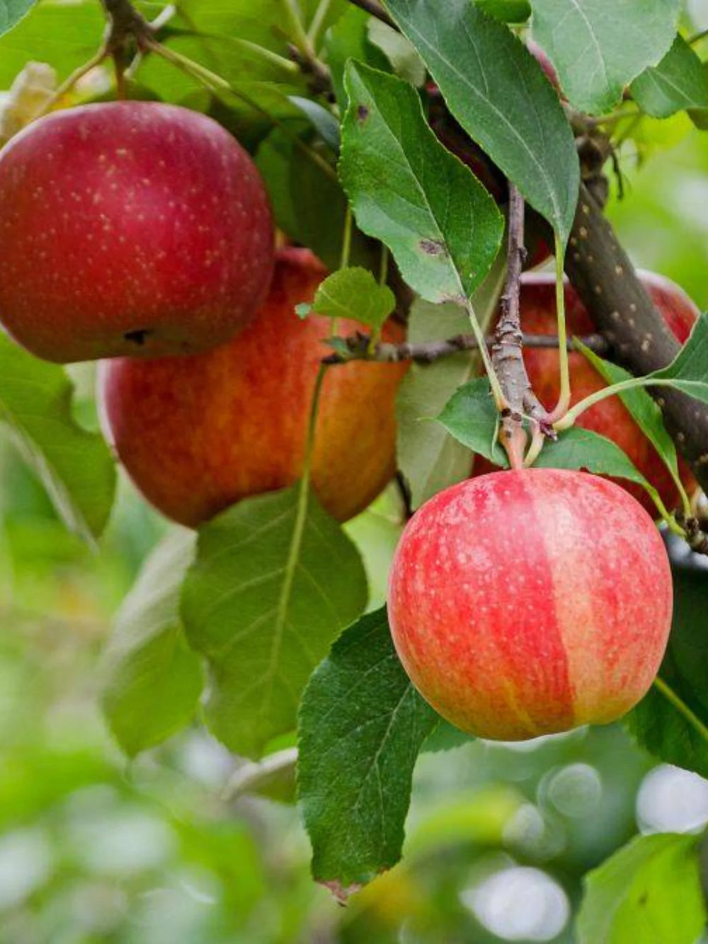 pomi fructiferi 1693