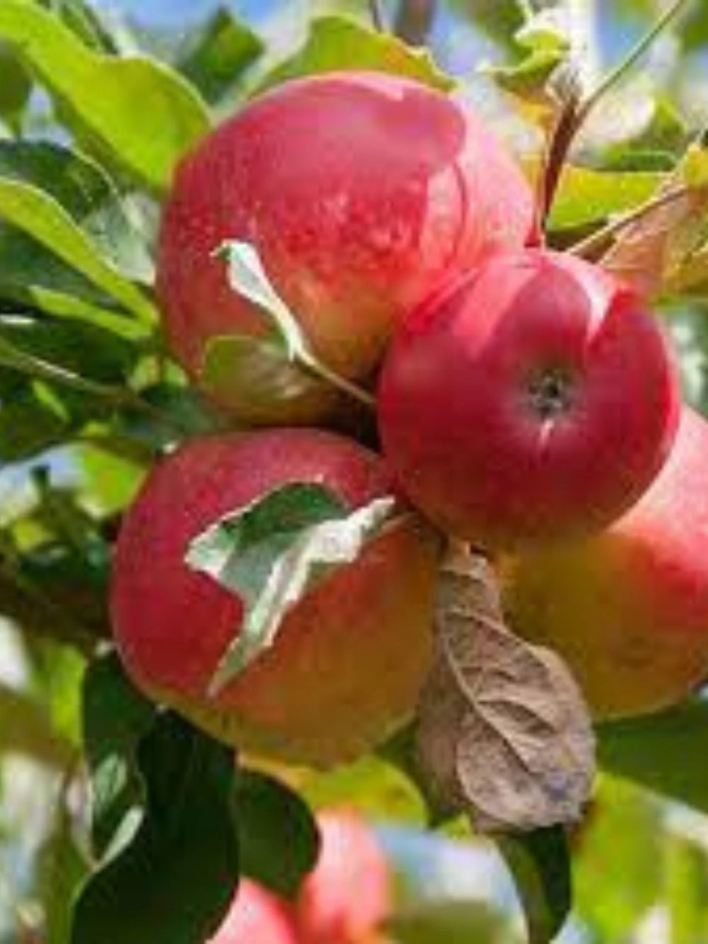 pomi fructiferi 1694