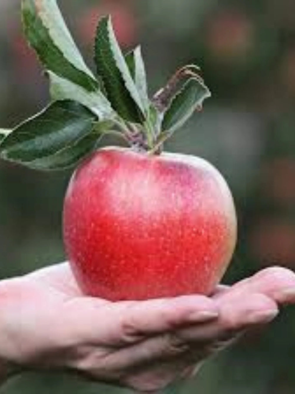 pomi fructiferi 1695