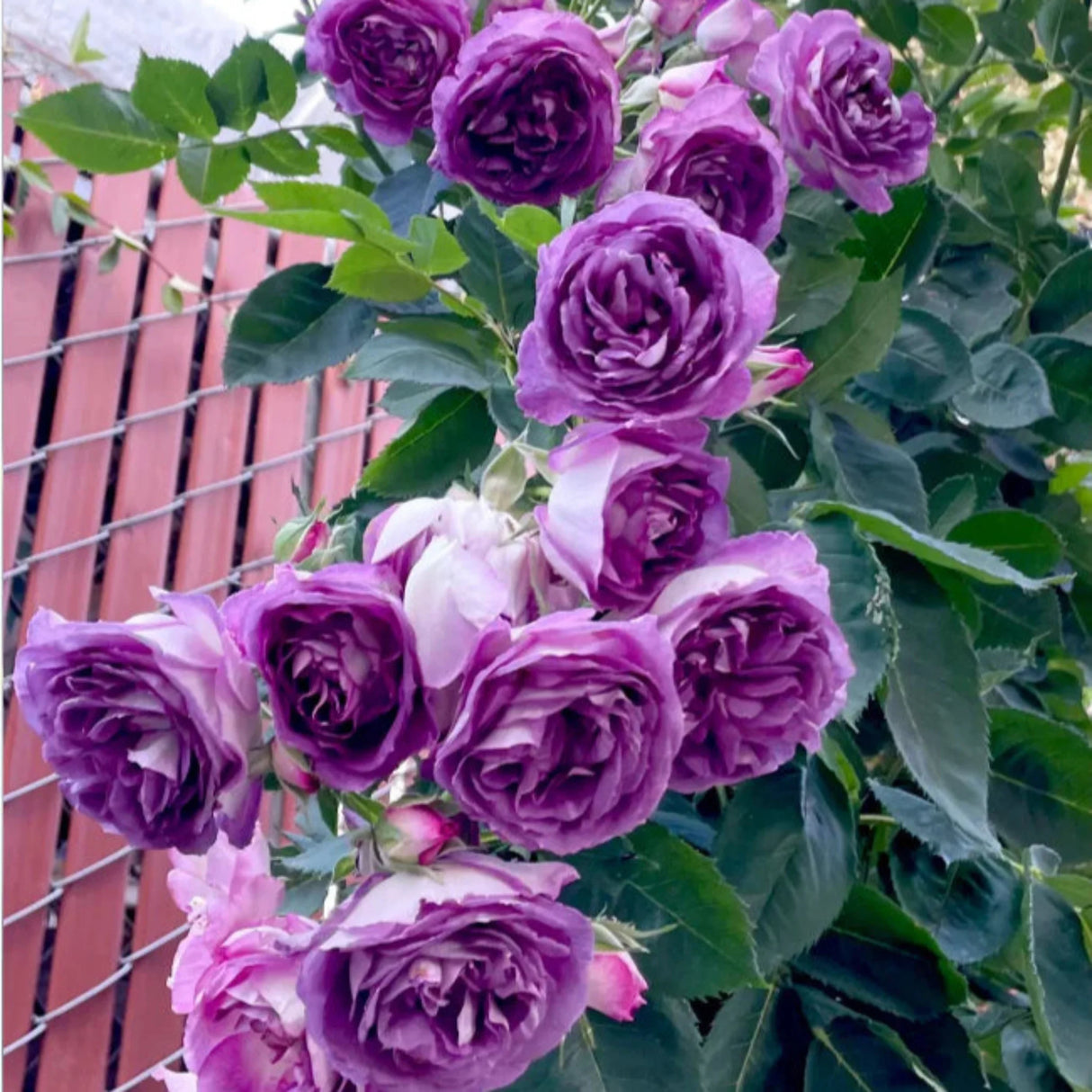 pomi fructiferi 1700