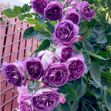 pomi fructiferi 1700